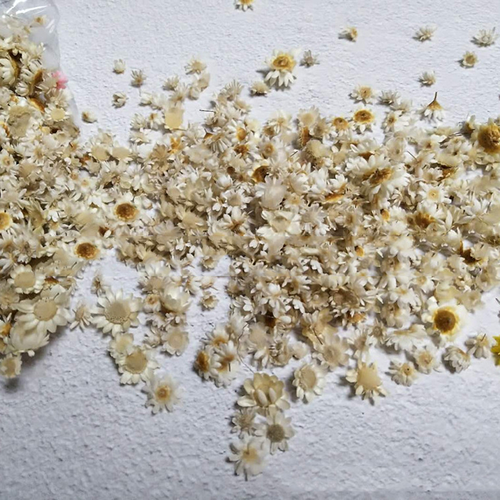 100x Daisy Dried flower head Epoxy Resin Pendant Jewelry Making DIY Accessories - Picture 5 of 6