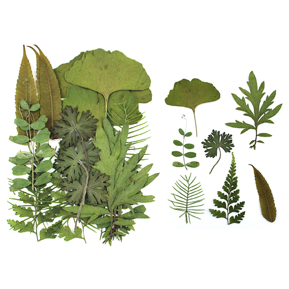 Pressed Dried Flowers Leaves Filling For Epoxy Resin Craft Jewelry Making DIY - Picture 14 of 17