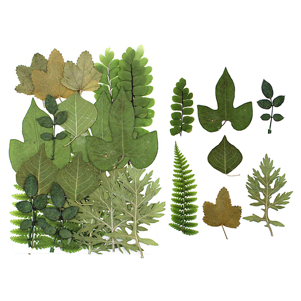 Pressed Dried Flowers Leaves Filling For Epoxy Resin Craft Jewelry Making DIY - Picture 15 of 17