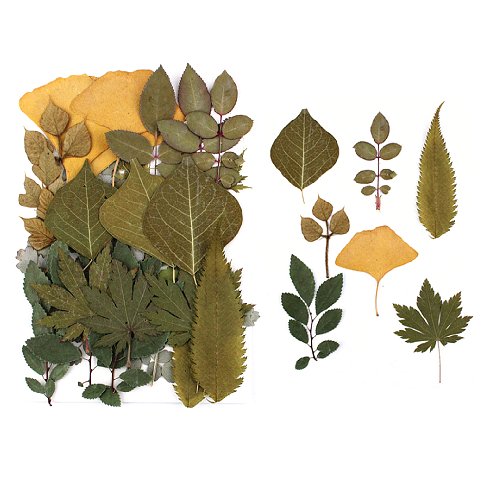 Pressed Dried Flowers Leaves Filling For Epoxy Resin Craft Jewelry Making DIY - Picture 16 of 17