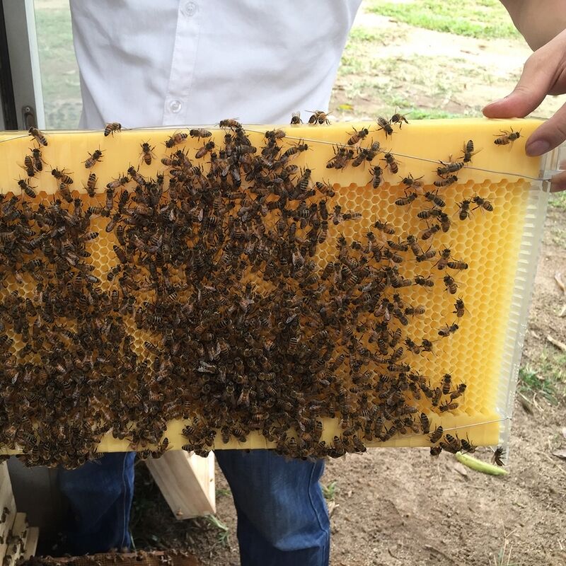 thumbnail 15  - Bee Hive House 7PCS Honey Frames Beehive + Beekeeping Brood Cedarwood Box Kit US